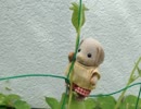 【実況】妖精のステッキとふしぎの木 17日目