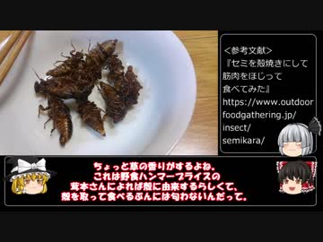 ゆっくり達と食料を調達するVol.16 昆虫食入門（アブラゼミ）＋マイナー魚介数種