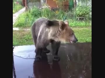 くまさん、水浴びでめっちゃハッスルする。
