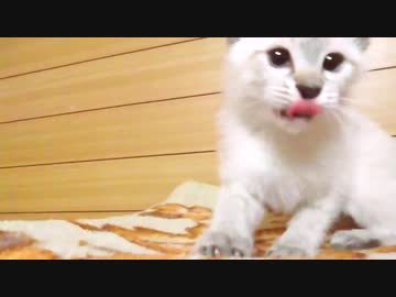 キャットタワー到着！だけどやっぱり○○の方が好きな子猫