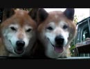【柴犬ジロー】　2018年 秋
