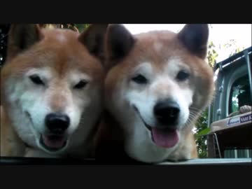 【柴犬ジロー】　2018年 秋