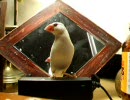 ∈文鳥∋　ミギワ♂に｢夜が来る｣を聴かせてみた。