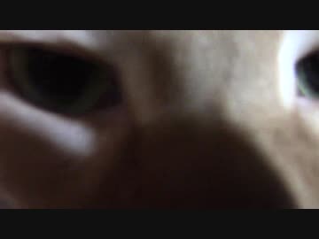 拾いねこ＠生後2276/2243日目　ドアップアコツキ