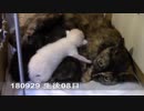 【生後006~009日】いせらのたいじゅうそくてい【蒼民家の猫々】