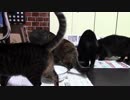 こんしゅうのおやつ【蒼民家の猫々】