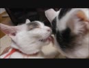 動画投稿再開したのに気づいたとたん隙あらば姉妹で仲が良いことをアピールをする猫