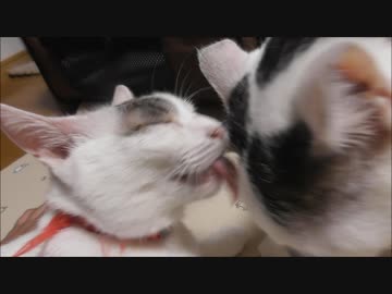 動画投稿再開したのに気づいたとたん隙あらば姉妹で仲が良いことをアピールをする猫