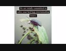 OCP Bed Bug Exterminator in San Jose, CA