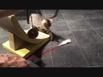 1人で遊ぶシャロ【8日目！】