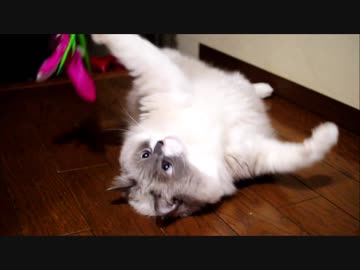 ふわもこソルジャー