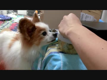 自分用の食事を作っていると寄ってくるワンコ（パピヨン）