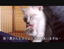ウェットフードを食べた後にグルーミングしまくる子猫