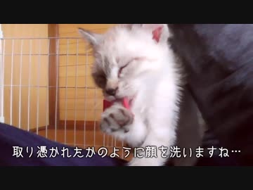 ウェットフードを食べた後にグルーミングしまくる子猫
