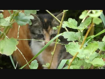 台風24号通過後に野良猫家族の安否を確かめに行った結果