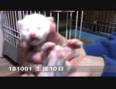 【生後010日】いせらのたいじゅうそくてい【蒼民家の猫々】