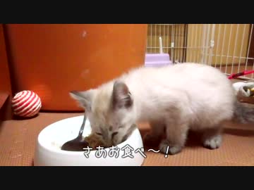 運動後にガツガツご飯を食べる子猫【狩猟本能】