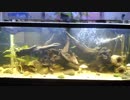 【アクアリウム】2階建て120cm水槽 20181003
