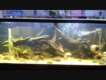 【アクアリウム】2階建て120cm水槽 20181003