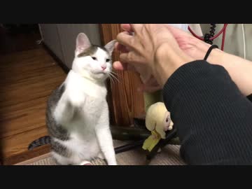 ビビりながらもけなげに攻撃する猫