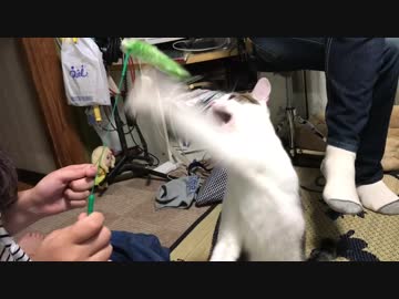 猫じゃらしは両手でスパーリング