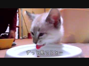 カリカリのドライフードが食べられるようになった子猫【いきなりガツガツ！】