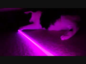 猫とライトセーバー