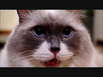 鼻がアポロチョコ