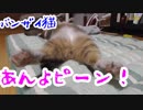 あんよピーンで無防備すぎる猫