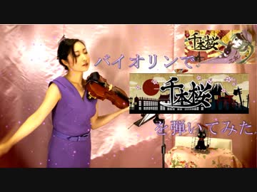 「千本桜」をバイオリンで弾いてみた【バイオリン 】【Violinist YURIKO】