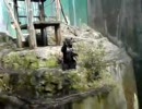 超絶くまさんバトン安佐動物公園