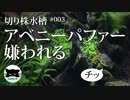 【切り株水槽#3】アベニーパファー嫌われる