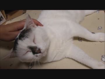 ニャインシュタインの相対性理論により自然にちょっとほっそりした猫