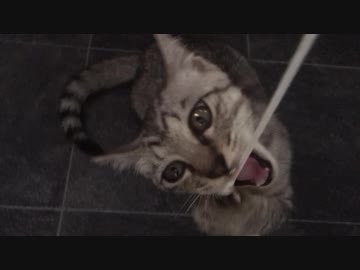 パーカーの紐でじゃれるシャロw【9日目！】