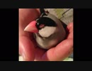 手の中でじゃれてうとうとする文鳥