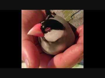 手の中でじゃれてうとうとする文鳥