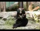 カンフーのクマさん　安佐動物公園 ツキノワグマ　クラウド君