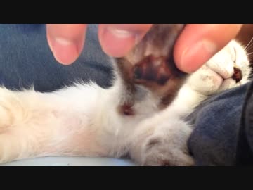 【肉球見せびらかしの刑】飼い主の腕枕でぐっすり眠る子猫に判決！
