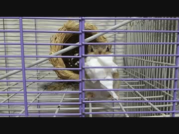 ティッシュをお持ち帰りするシマリスさん