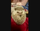 んぱっ！