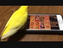 ヤンデレのスマホに死ぬほど愛されても怖がらないセキセイインコ