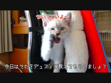 子猫が遊ぶ！登る！眠る！背もたれの猫流正しい使い方を子猫自身が実践してご紹介！【バックレスト】