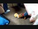 動くぬいぐるみにビビる我が愛犬()