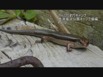 のんびり釣りキャンプ ~豊浦海浜公園キャンプ場編~ Part2