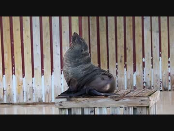 お立ち台でウトウトするオットセイ