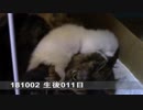 【生後011~012日】いせらのたいじゅうそくてい【蒼民家の猫々】