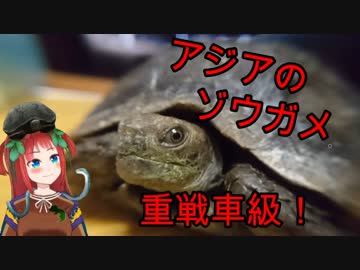 【ビルマムツアシガメ回】Vtuber"たつの"のVはちゅカフェ！