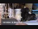 【生後013~014日】いせらのたいじゅうそくてい【蒼民家の猫々】