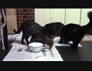 こんしゅうのおやつ【蒼民家の猫々】