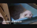 【生後015~016日】いせらのたいじゅうそくてい【蒼民家の猫々】